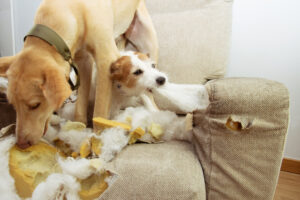 chiens détruisant un canapé
